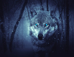 wolf lifestyle enthusiast